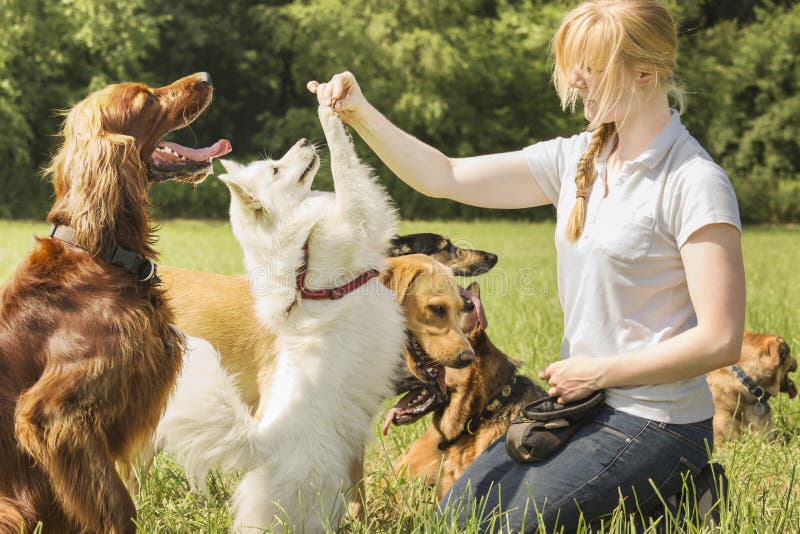 Dog Training 1