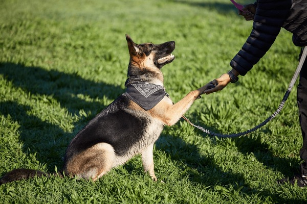 Dog Training 2