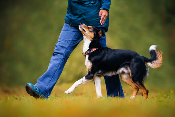 Dog Training 3