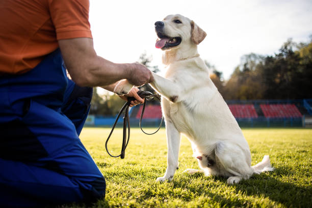 Dog Training 4